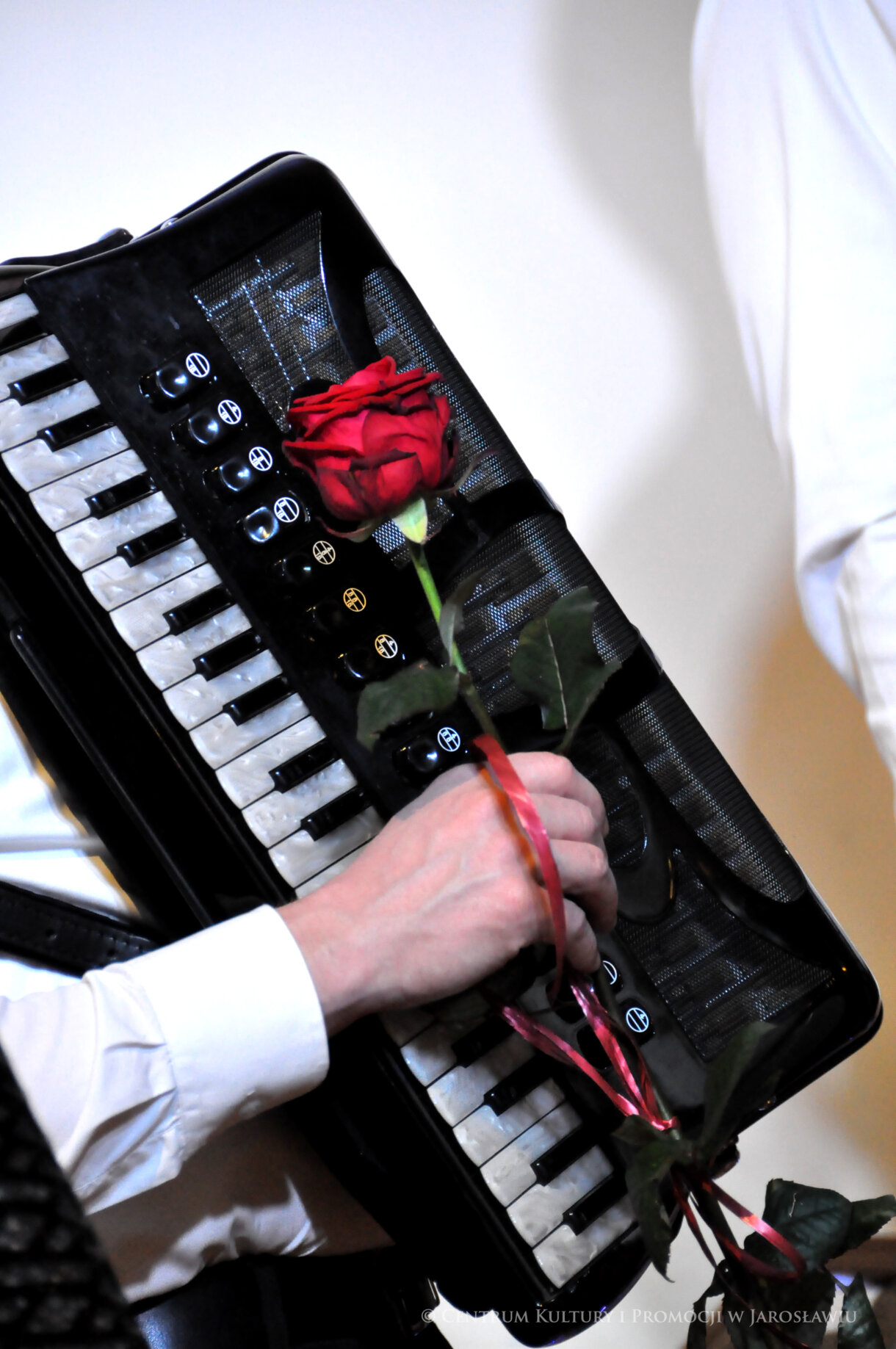 czerwona róża na tle akordeonu
