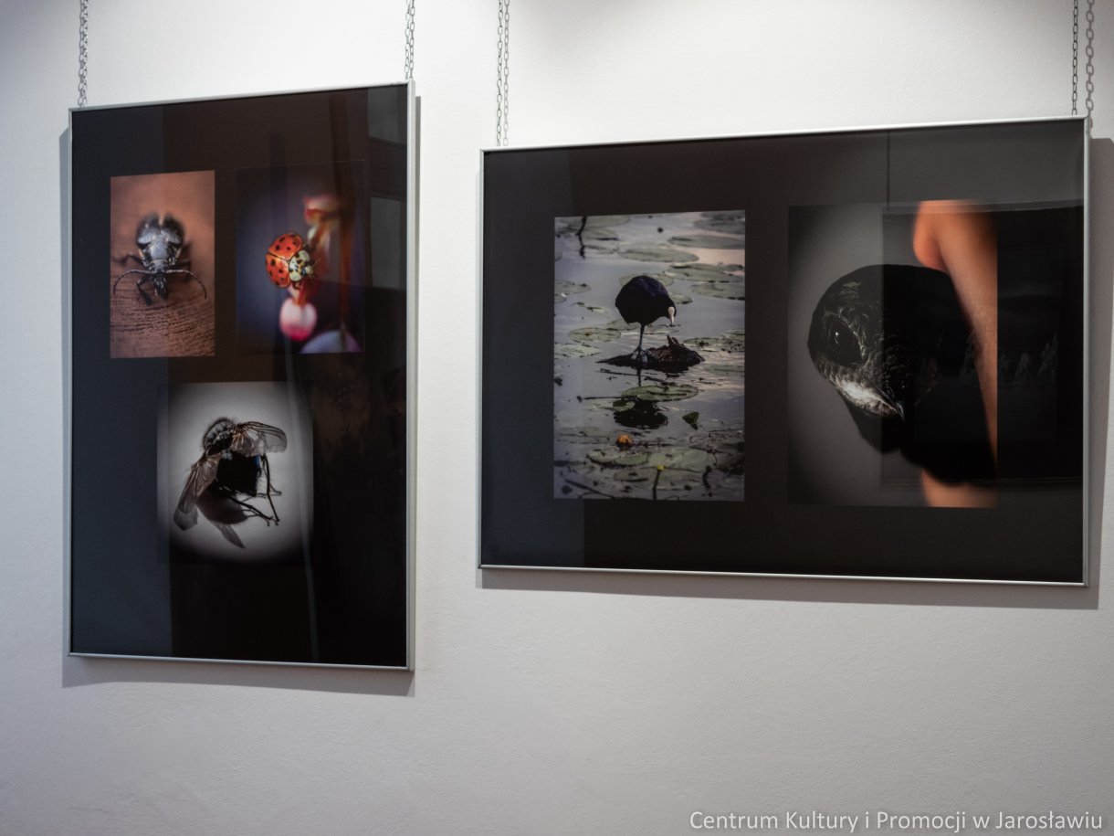 zdjęcia na wystawie galerii widok krajobraz