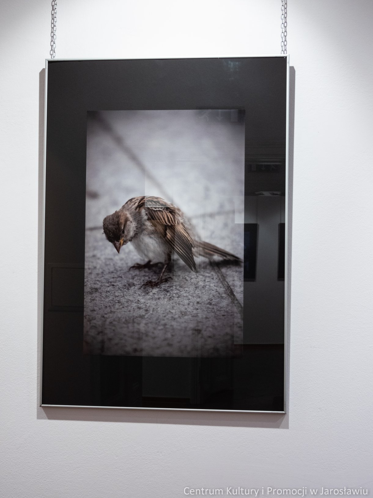 zdjęcia na wystawie galerii widok krajobraz