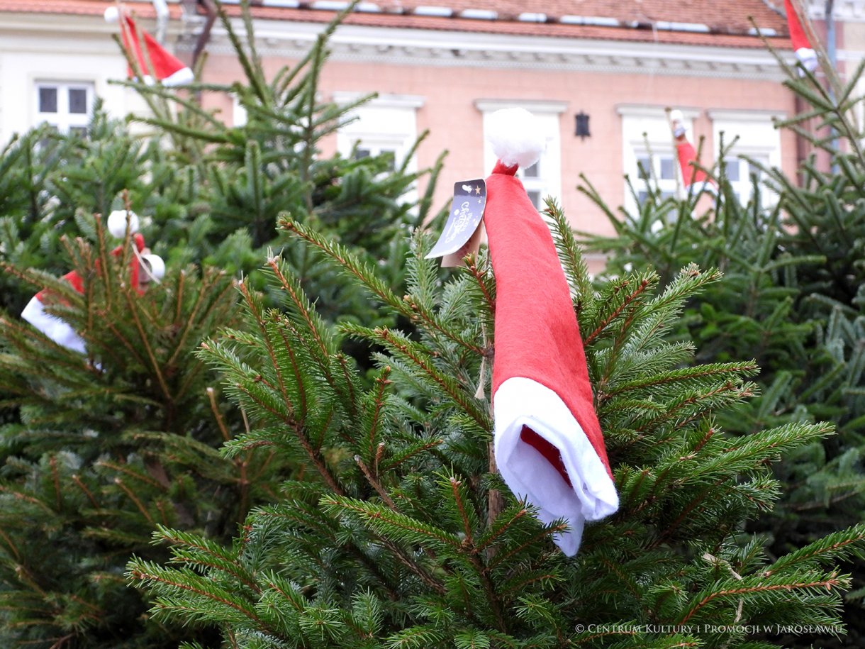 Choinki z mikołajowymi czapkami