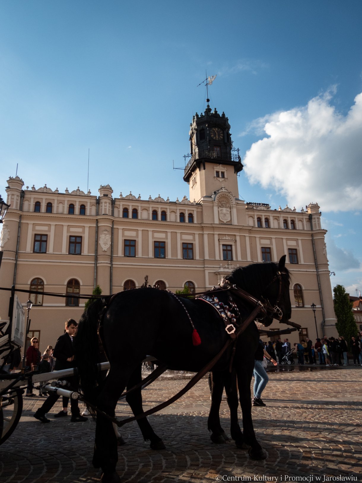 konie na tle ratusza