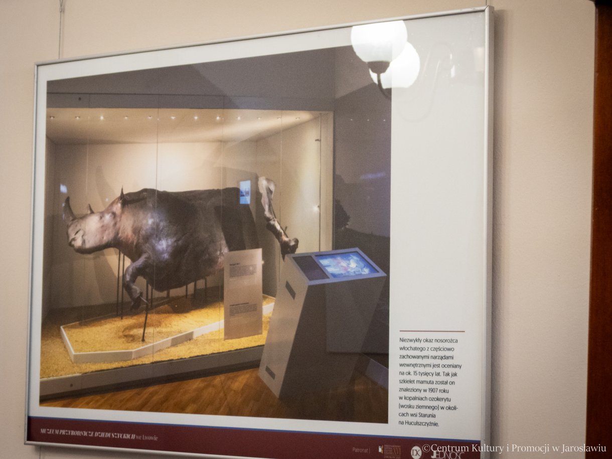 „Muzeum Przyrodnicze we Lwowie jako dzieło życia hrabiego Włodzimierza Dzieduszyckiego” Mirek Osip-Pokrywka Zbiory Muzeum Przyrodniczego we Lwowie, którego założycielem był hr. Włodzimierz Dzieduszycki w jego 200. rocznicę urodzin obchodzimy w tym roku. Wystawa towarzysząca XV Międzynarodowemu Festiwalowi Kultury Kresowej.